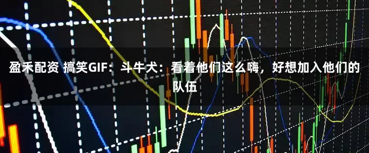 盈禾配资 搞笑GIF：斗牛犬：看着他们这么嗨，好想加入他们的队伍